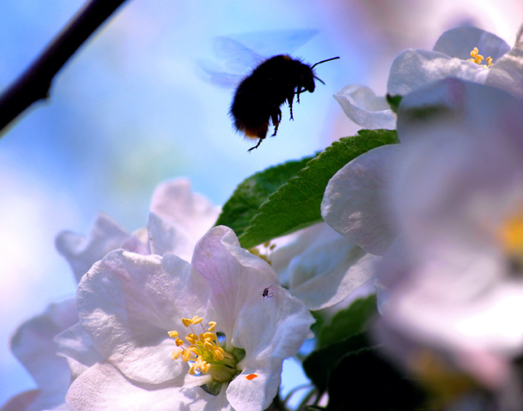 Apfelblüten, Festschmaus für Bienen