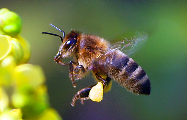 Biene im Anflug