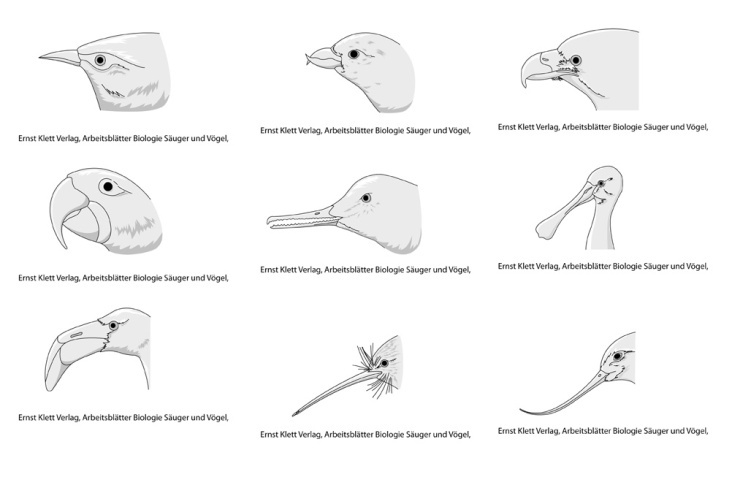 Ernst Klett Verlag, Arbeitsblätter Biologie Säuger und Vögel