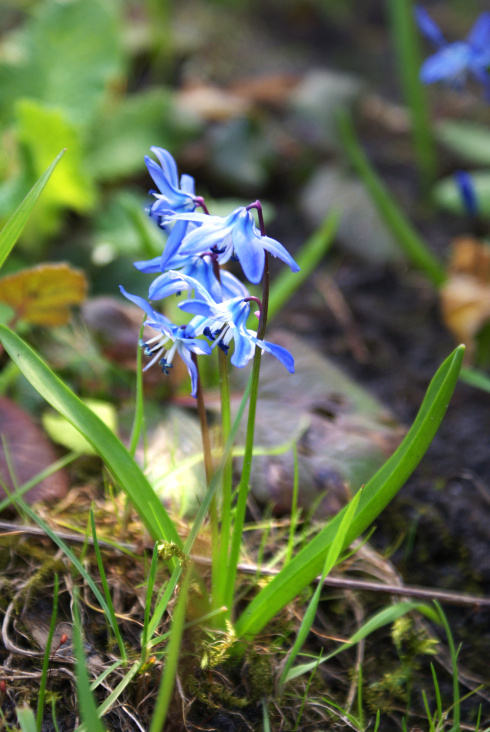 Frühblüher im Garten