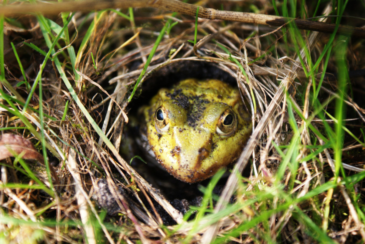 Frosch im Gras