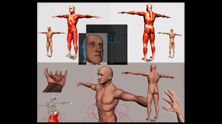 Anatomy Modeling & Rigging 2005