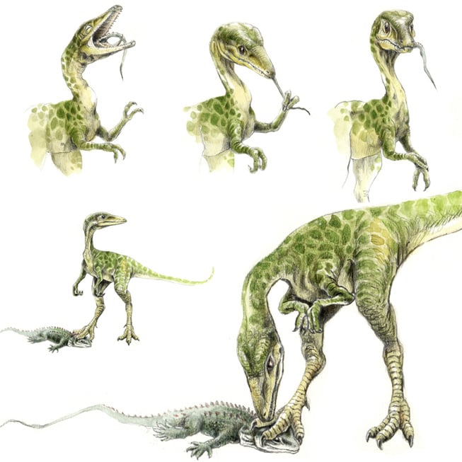 compsognathus, bavarisaurus