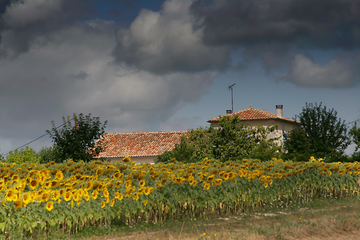 Das typische Frankreichbild – Sonnenblumen