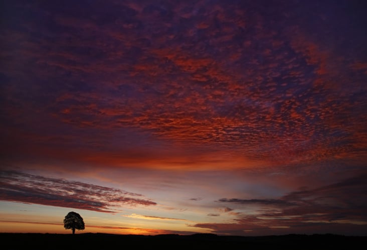 Morgenrot an der Linde 01