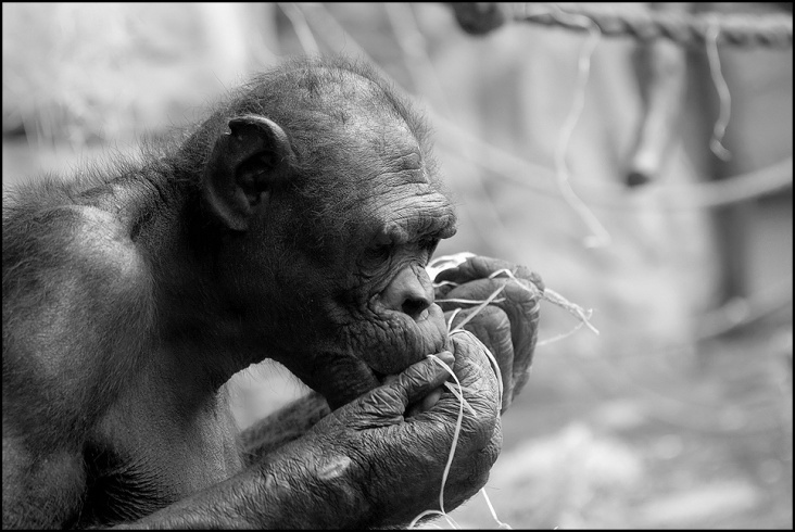 Zoo Frankfurt/Main