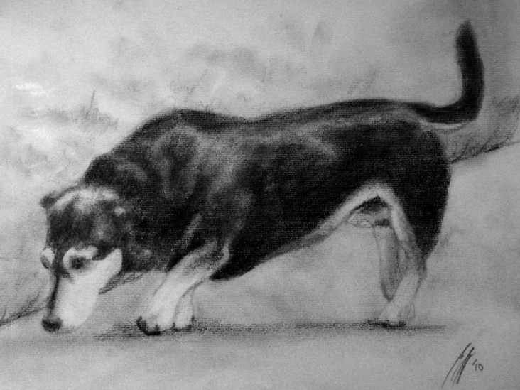 Hund klein 2010, Bleistift A4 auf Papier, 10€ Verkaufspreis