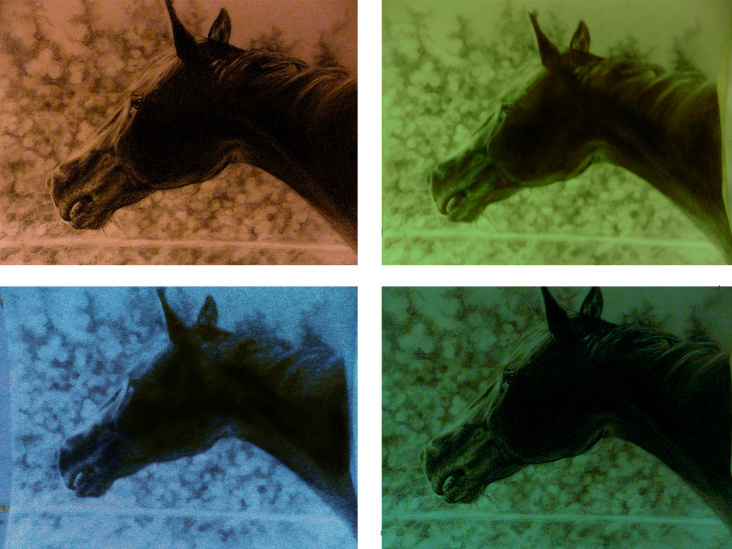 collage pferdekopf 2010, Original A4 Bleistift, Photoshop-bearbeitet, 10€
