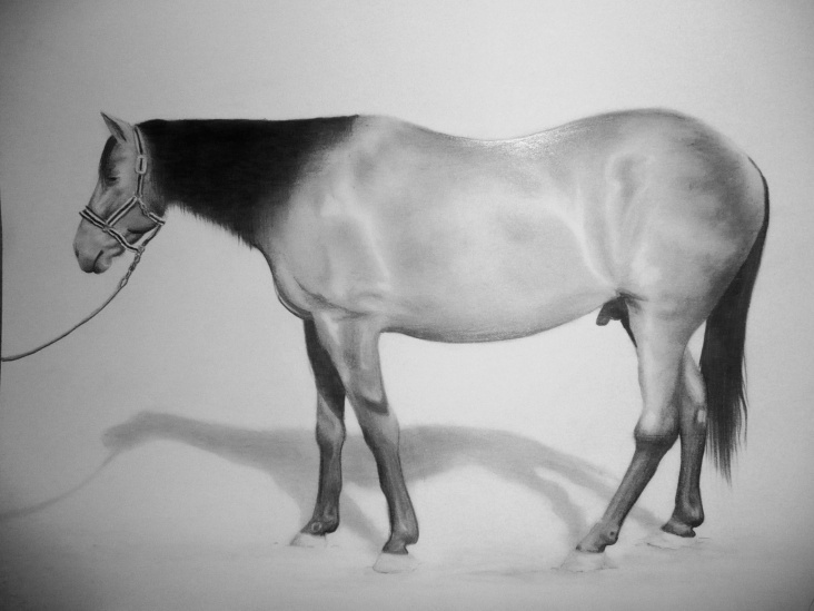 stehendes Pferd 2010, A3 Bleistift auf Papierkarton, 20€