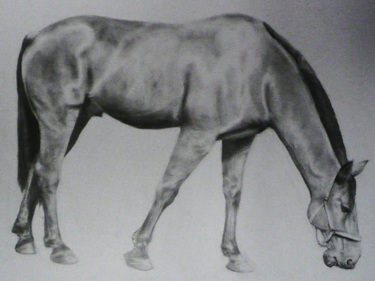 Pferd 2009, A2 Bleistift auf Papierkarton, 40€