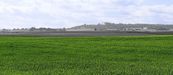 Mallorca grünt