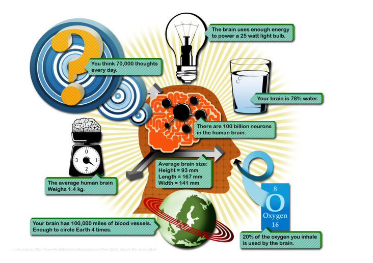 Humangehirn Infografik