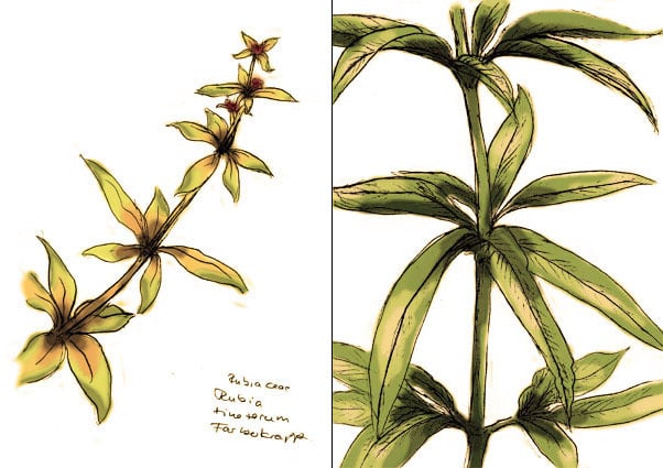 Plant Illustration