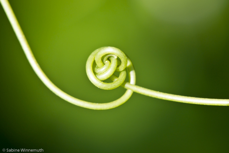 Blumenbild (19 von 60)
