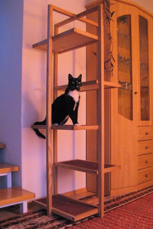 Cat Tower (Esche)