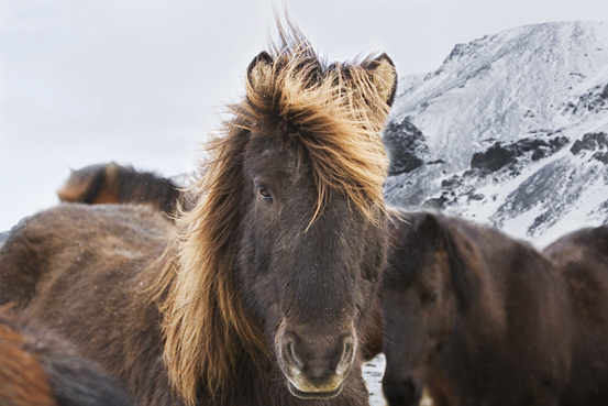 iceland horses