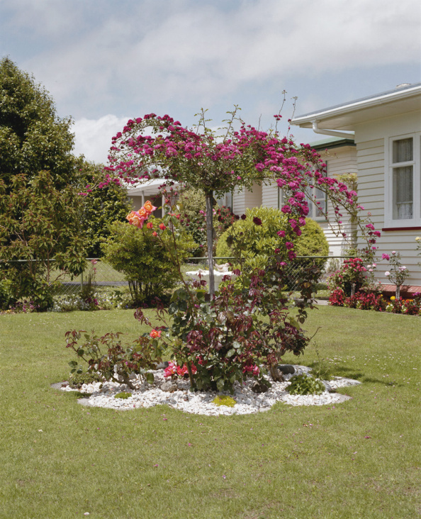 Rose Standard (Pukekohe), 2007