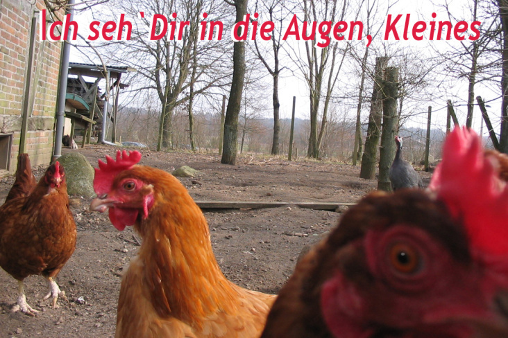 ich seh dir in die Augen Kleines