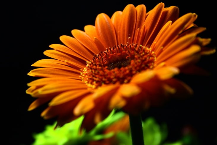 Gerbera 001