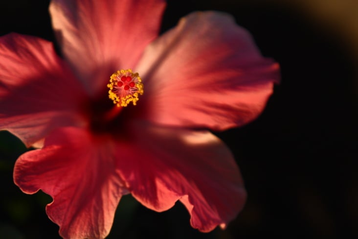 Hibiscus 002