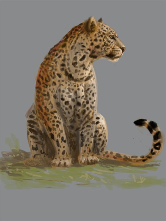 leopard