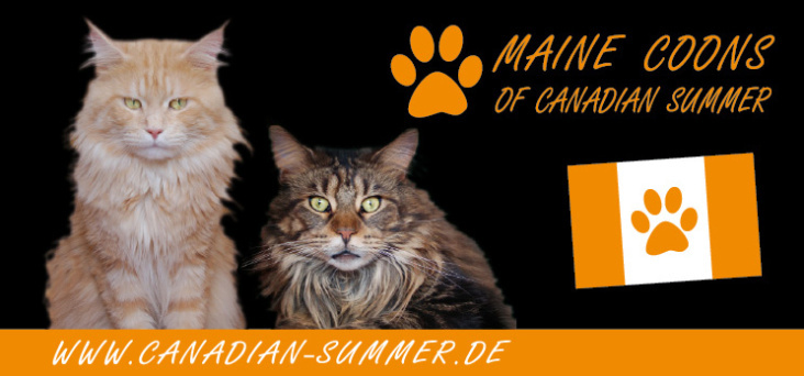 Flyer Maine Coon Züchter