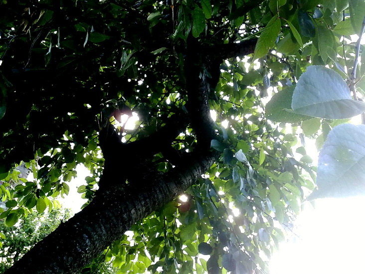 SommerBaum