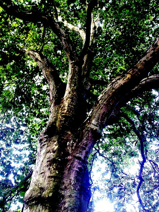 Tree with colors