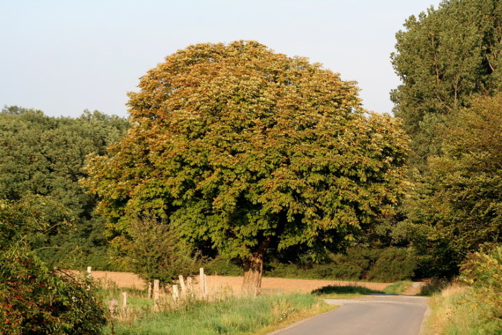 Baum bei Münstedt