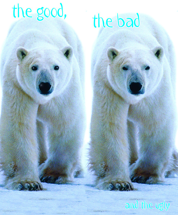 Ein grimmiger Eisbär wird nett – in 15 Minuten