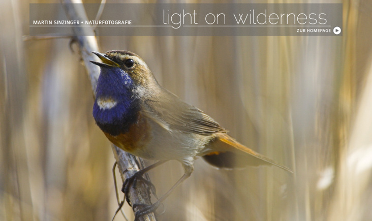 Martin Sinzinger – Naturfotografie