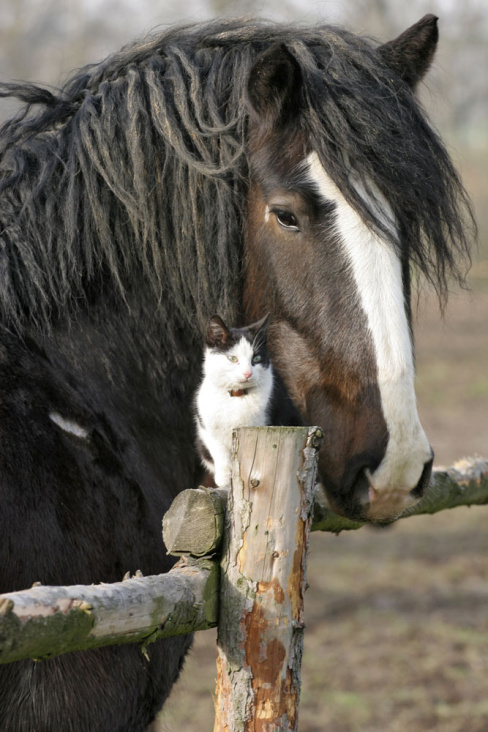 Tierfreundschaften