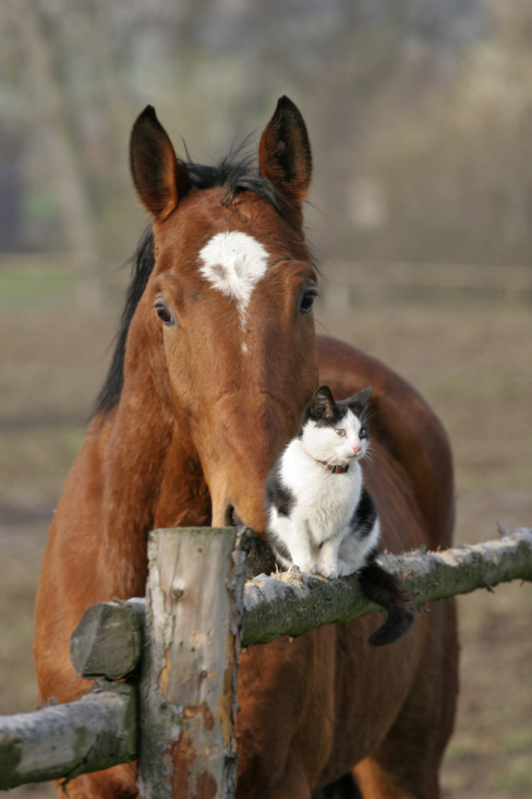 Tierfreundschaften