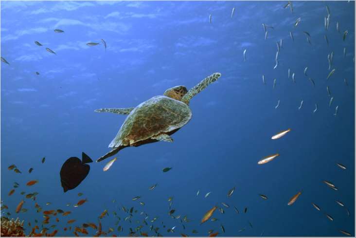Schildkröte beim Auftauchen im Roten Meer, marsa Alam.