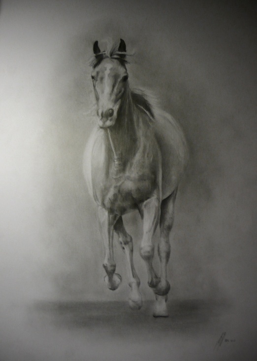 galoppierendes Pferd von vorne, Bleistift A2