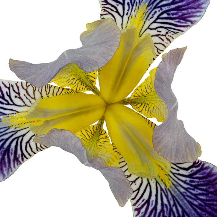Fleur de Lis II – Variation VI