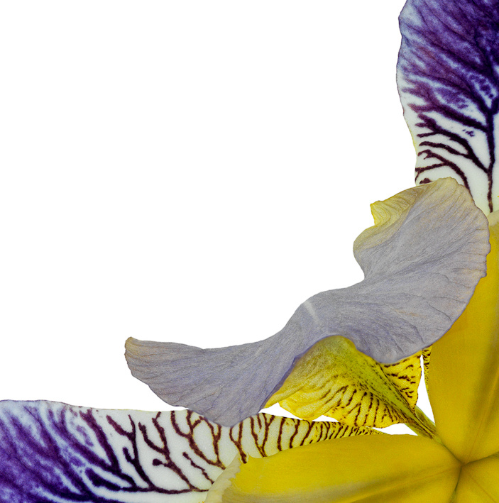Fleur de Lis II – Variation IV