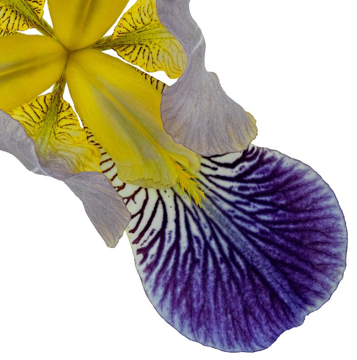Fleur de Lis II – Variation III