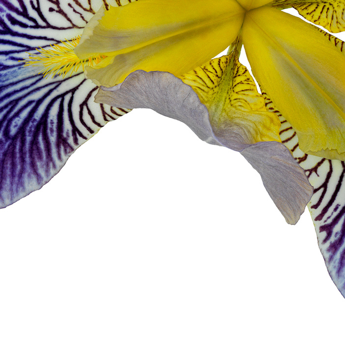 Fleur de Lis II – Variation I