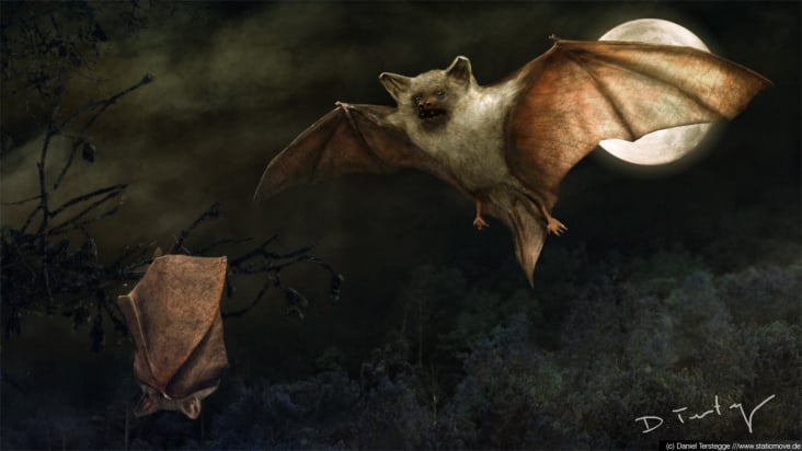 Bat, wissenschaftl. Illustration