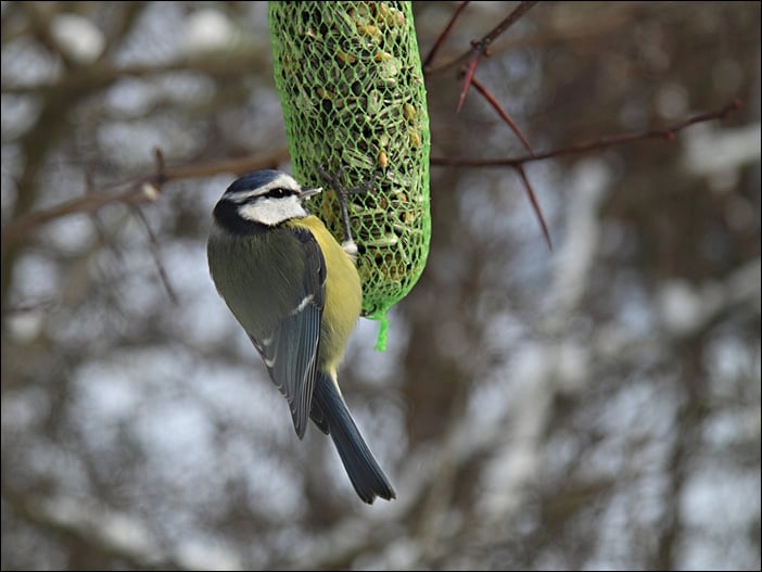 Meise im Winter