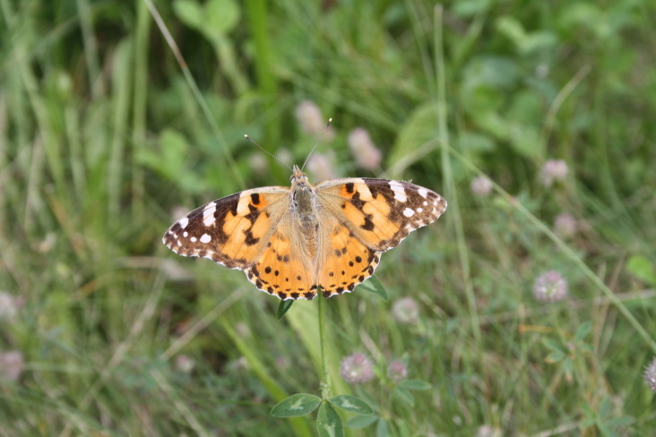 Schmetterling