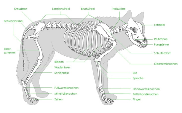 Knochenbau Wolf