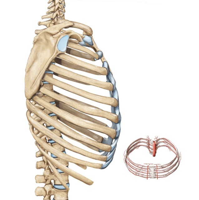 Skelett lateral