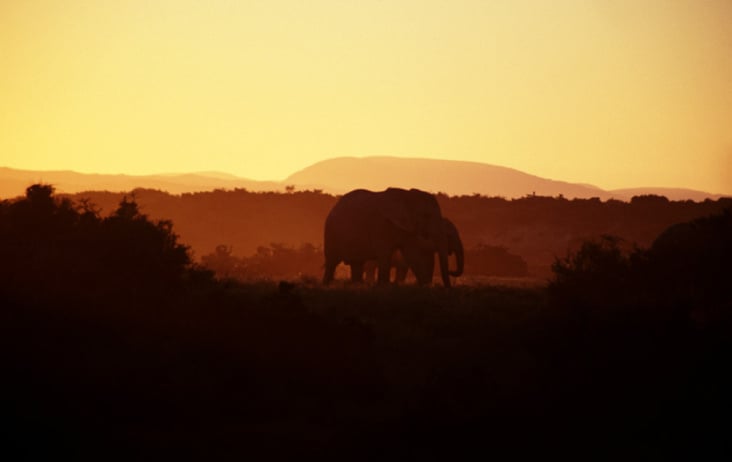 Addo Elephant Park