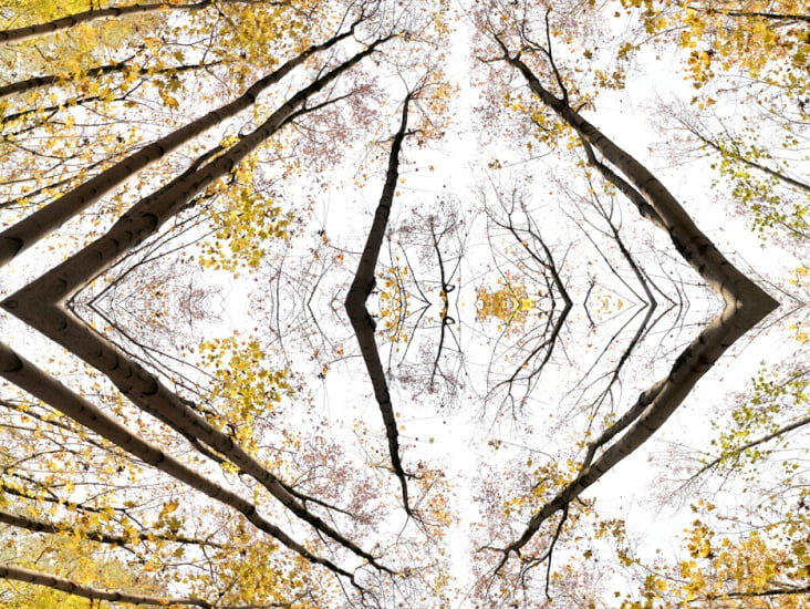 Giant Trees XI – Kaleidoskop
