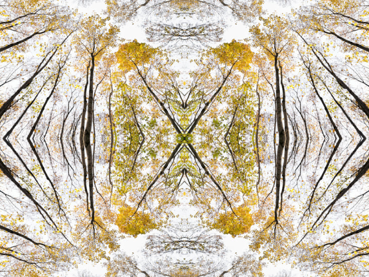 Giant Trees XV – Kaleidoskop 1