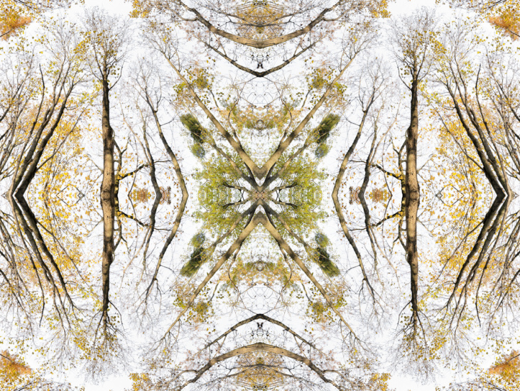 Giant Trees XV – Kaleidoskop 2