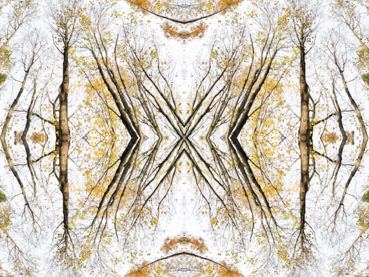 Giant Trees XV – Kaleidoskop 3