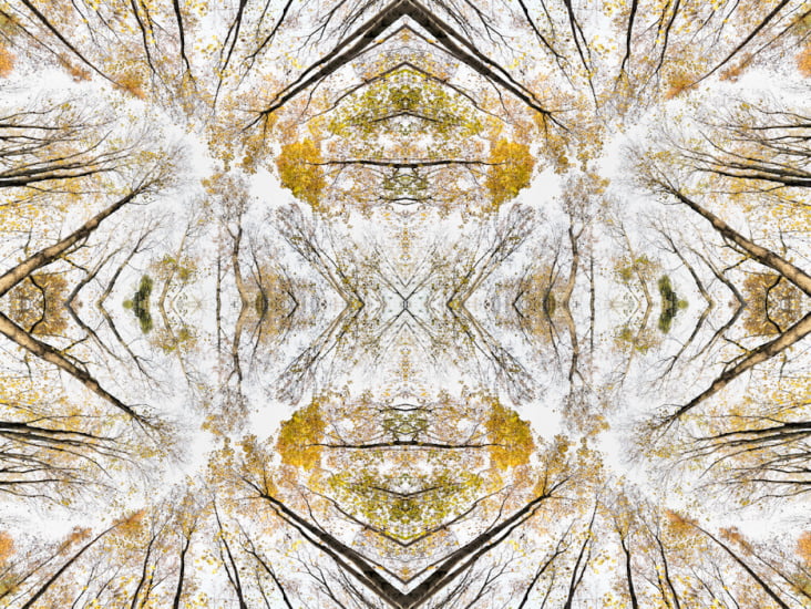Giant Trees XVI – Kaleidoskop 4